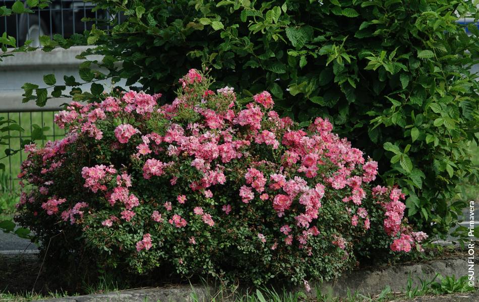 ©SUNFLOR - Primavera